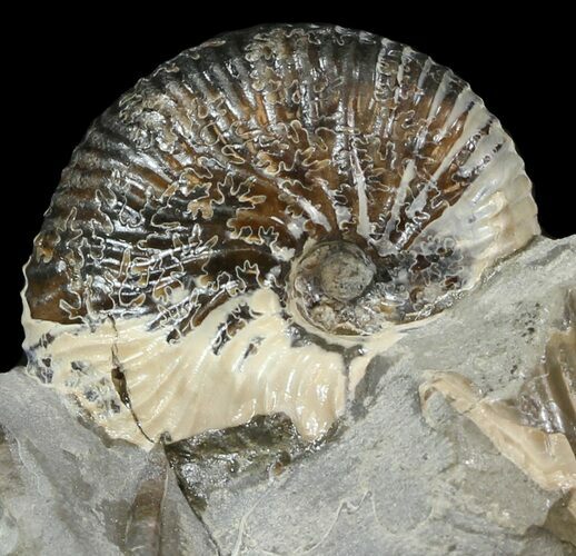 Hoploscaphites Brevis Ammonite - #44018